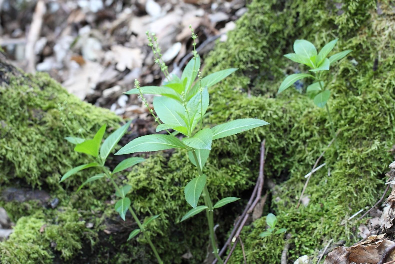 Mercurialis perennis / Mercorella bastarda