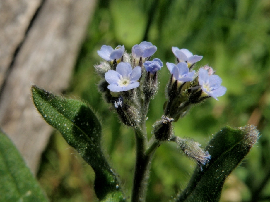 Myosotis arvensis?