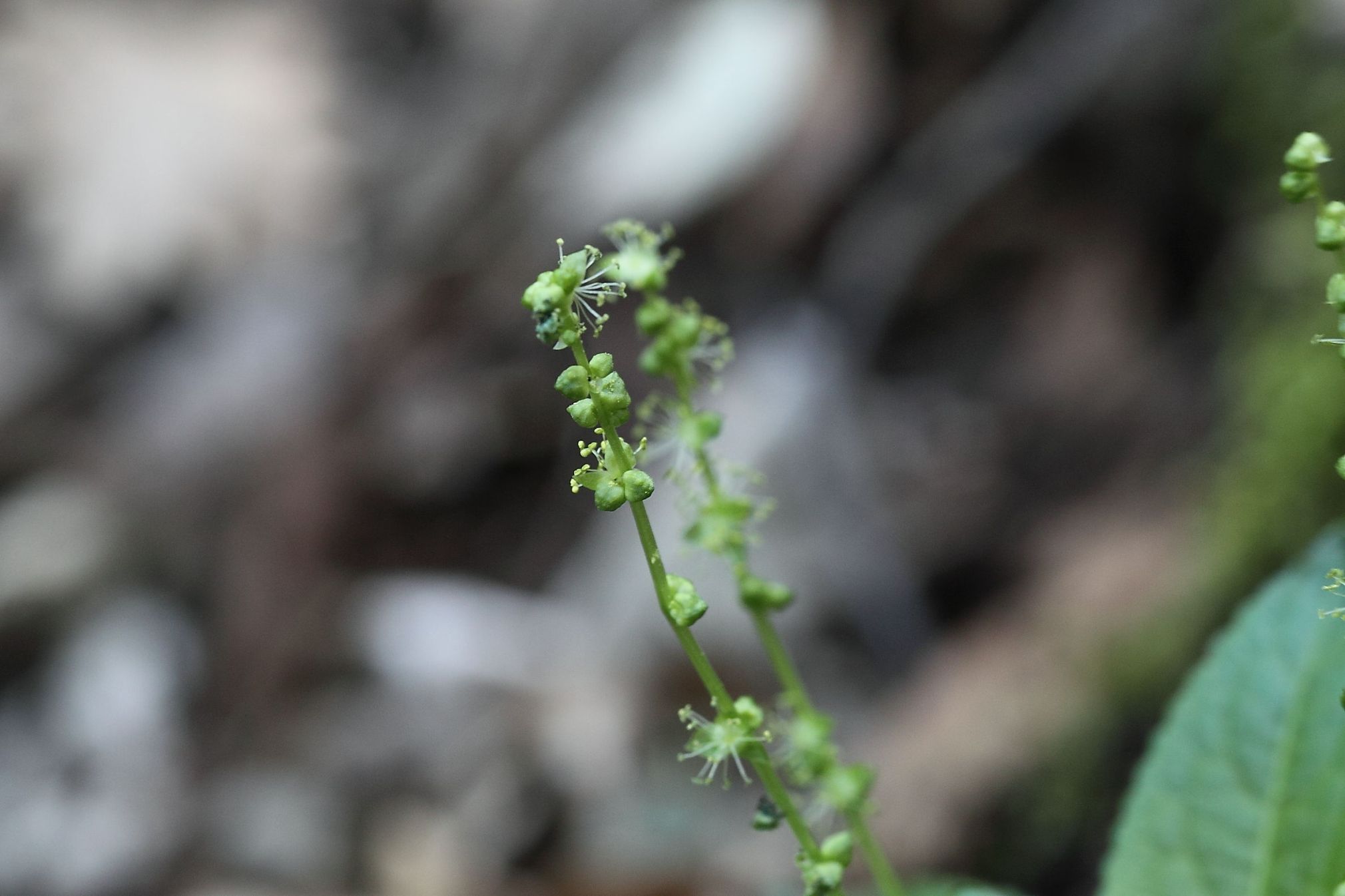 Mercurialis perennis / Mercorella bastarda