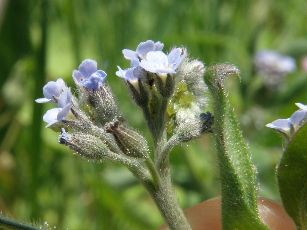 Myosotis arvensis?