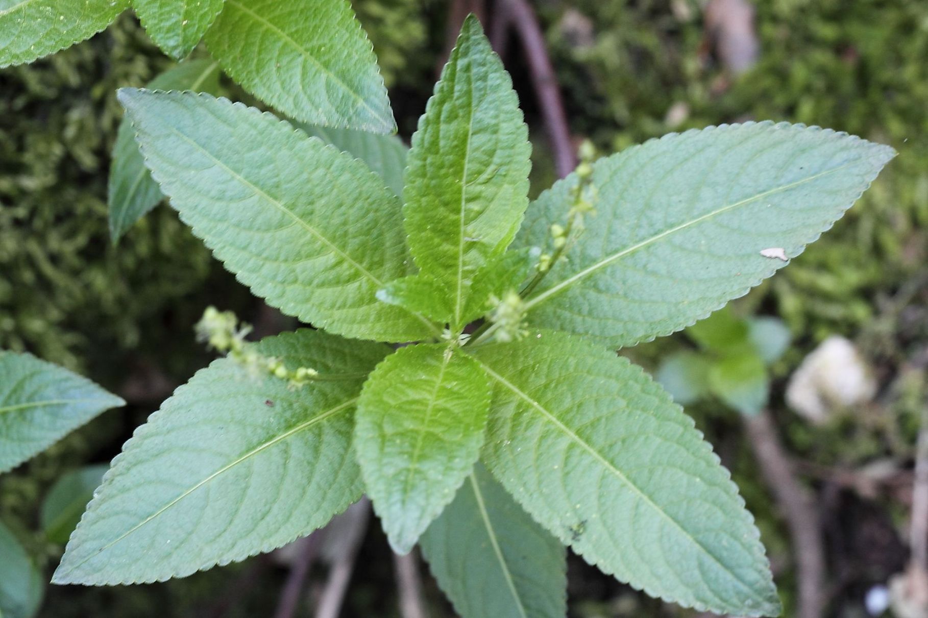 Mercurialis perennis / Mercorella bastarda