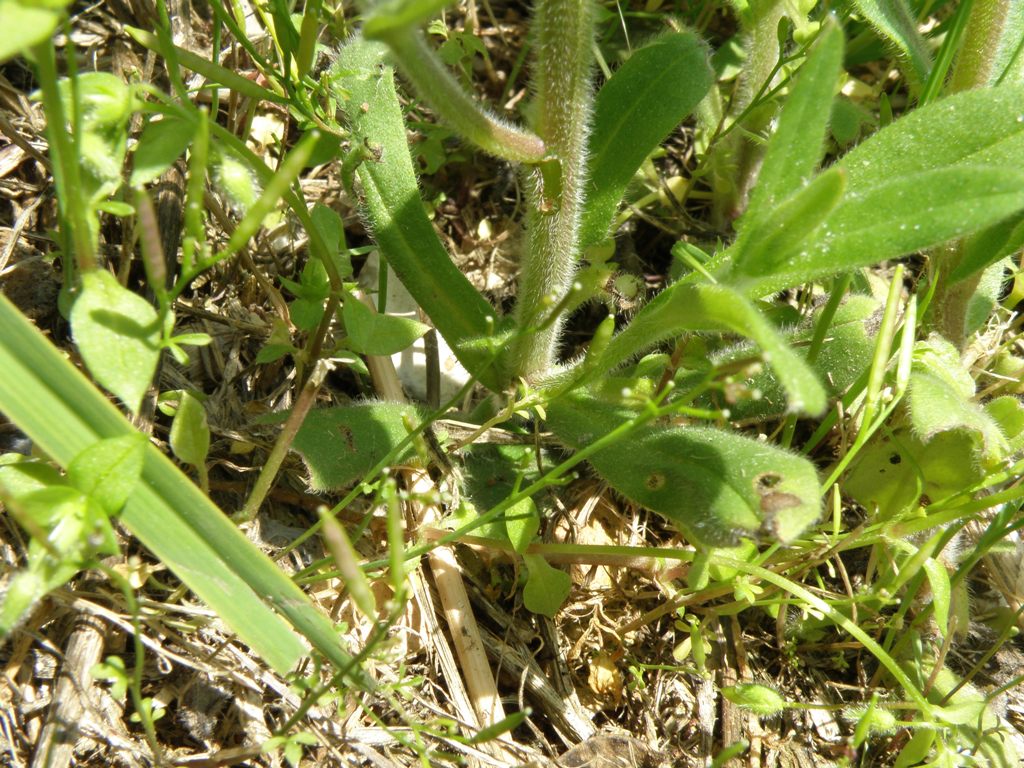 Myosotis arvensis?