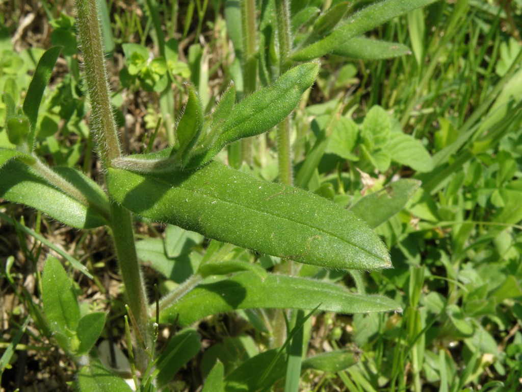 Myosotis arvensis?