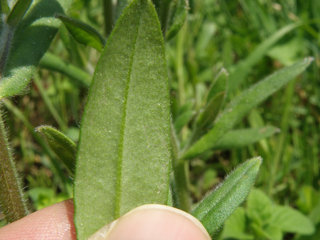 Myosotis arvensis?