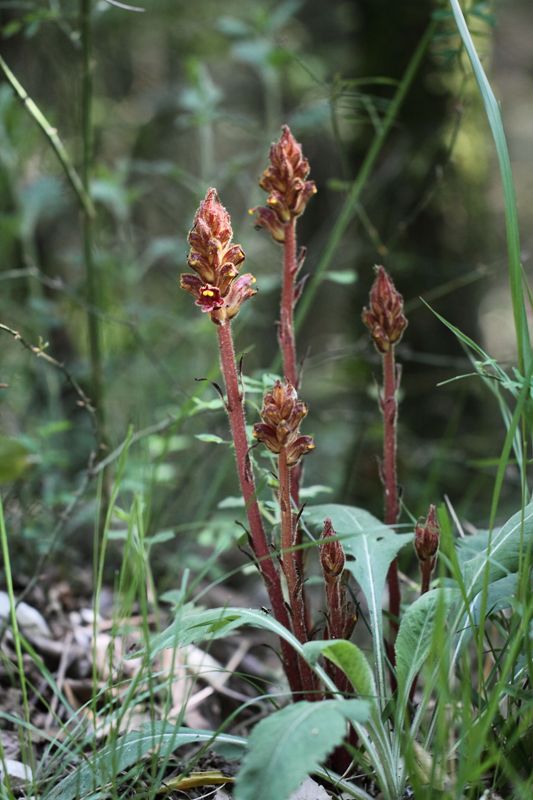 Orobanche gracilis