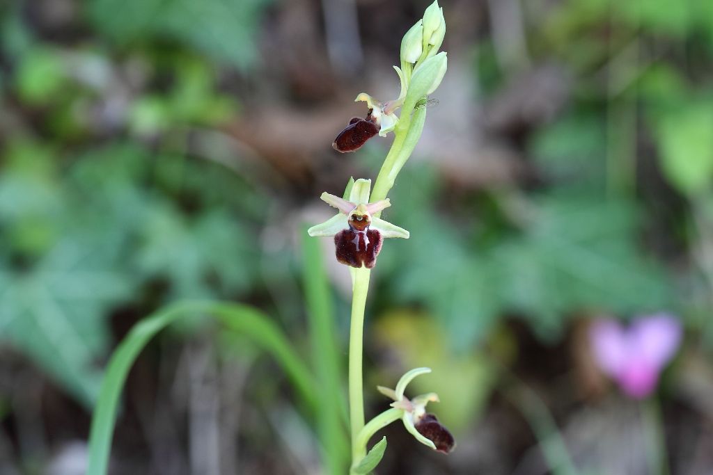 Ophrys da determinare