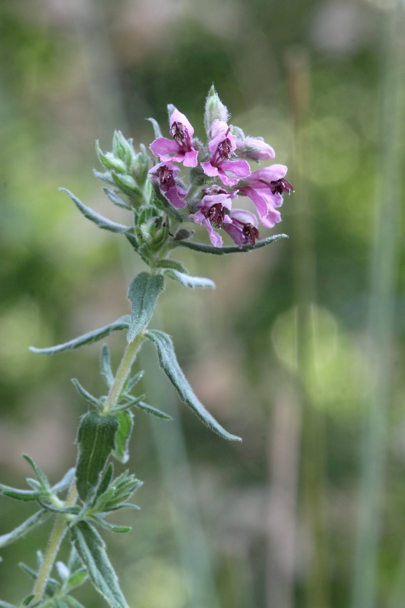 Da confermare - Odontites vulgaris