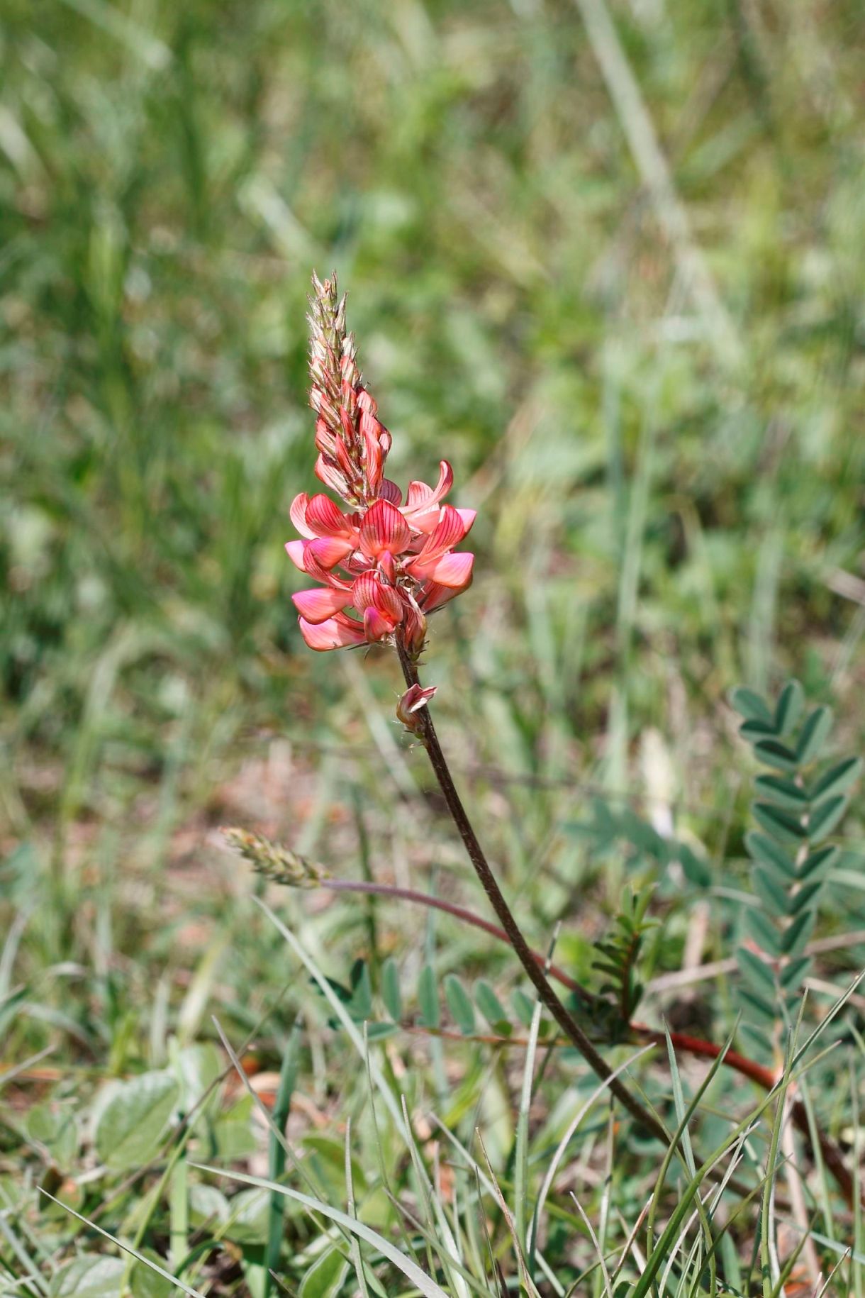 Quale Onobrychis  ...- Onobrychis cfr. viciifolia