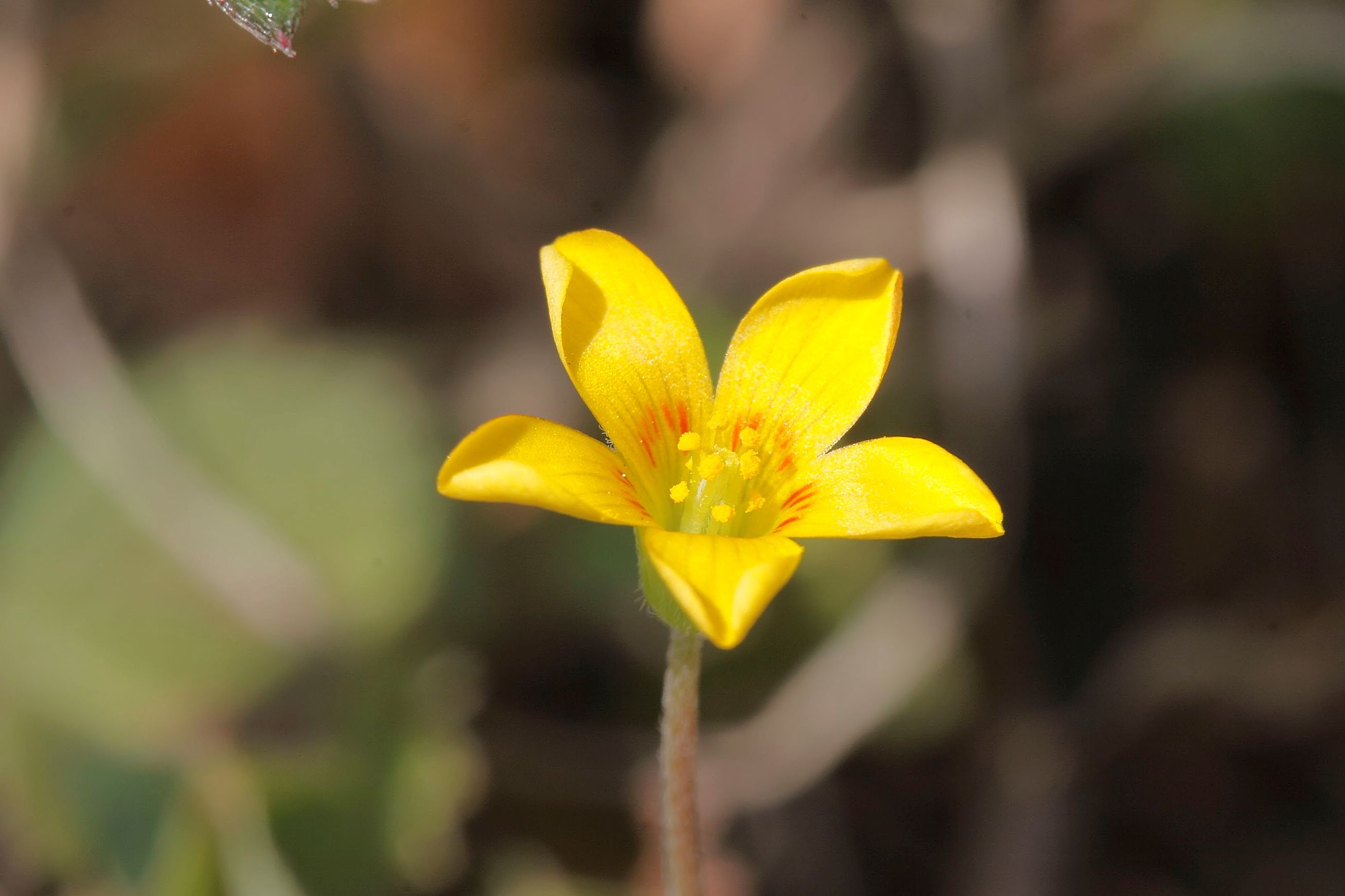 Oxalis dillenii / Acetosella di Dillenius