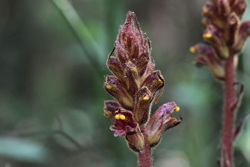 Orobanche gracilis