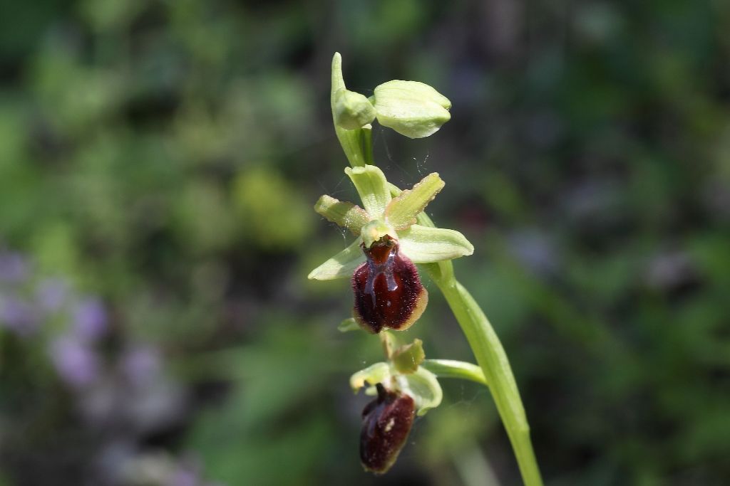 Ophrys da determinare