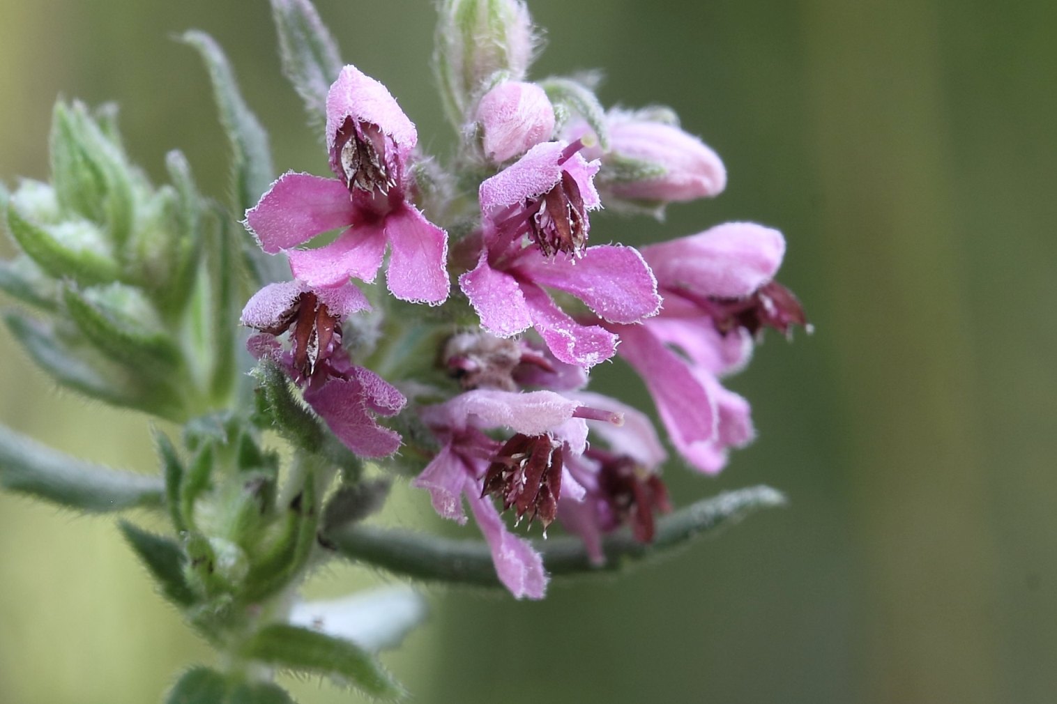 Da confermare - Odontites vulgaris