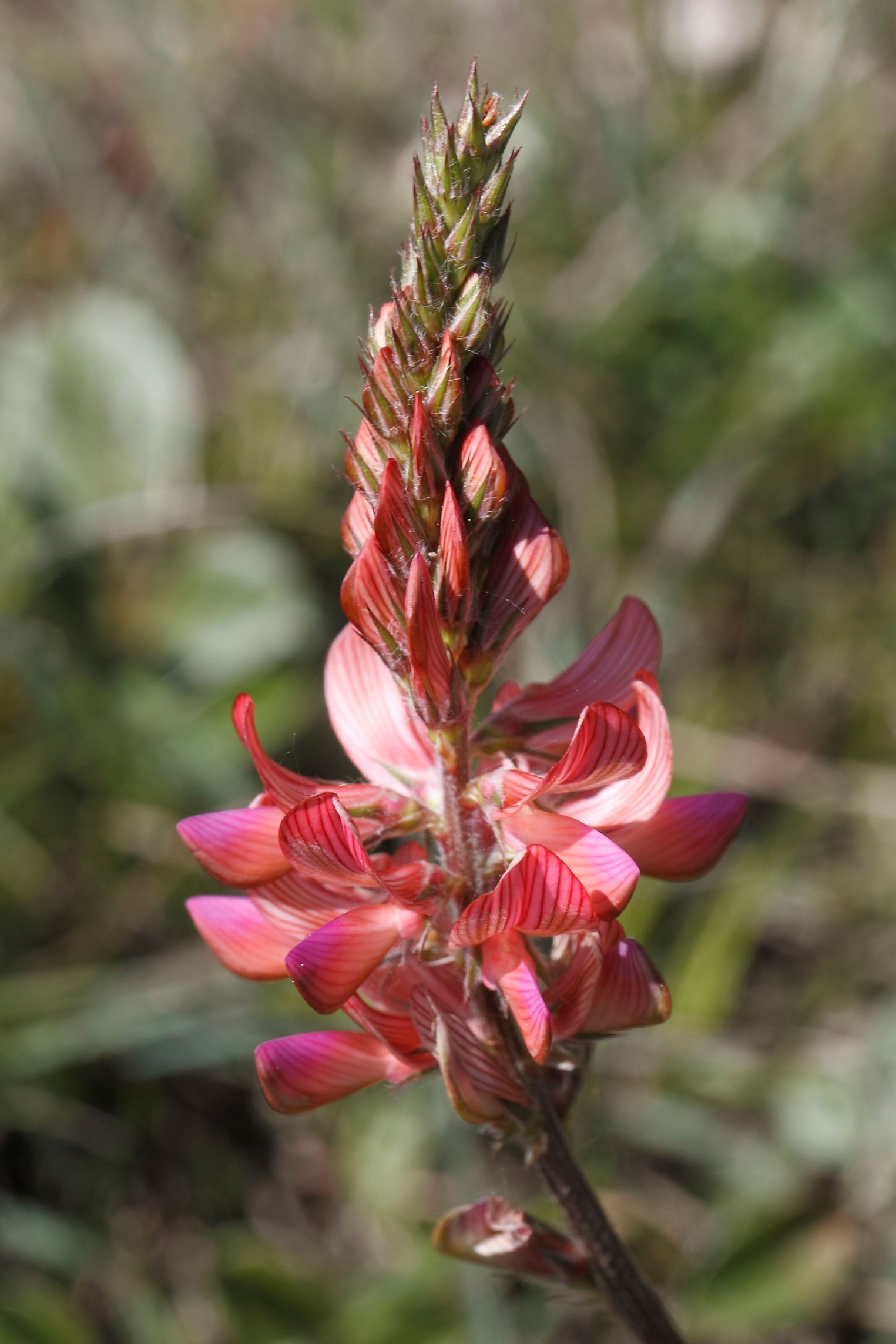 Quale Onobrychis  ...- Onobrychis cfr. viciifolia