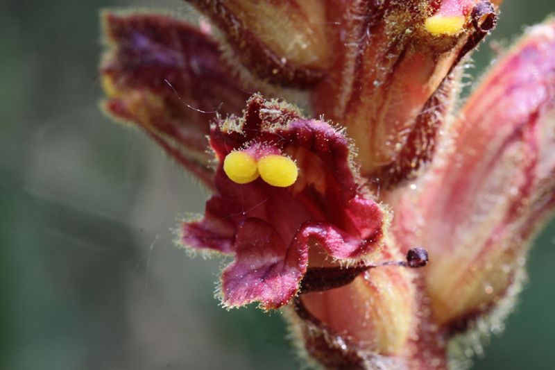 Orobanche gracilis