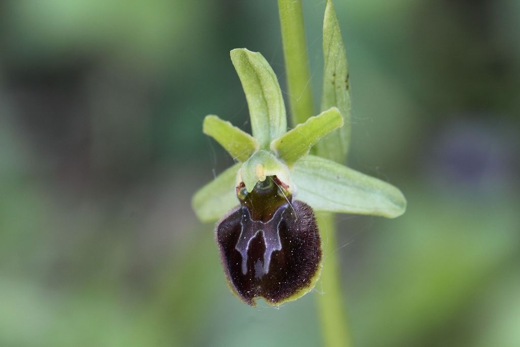 Ophrys da determinare