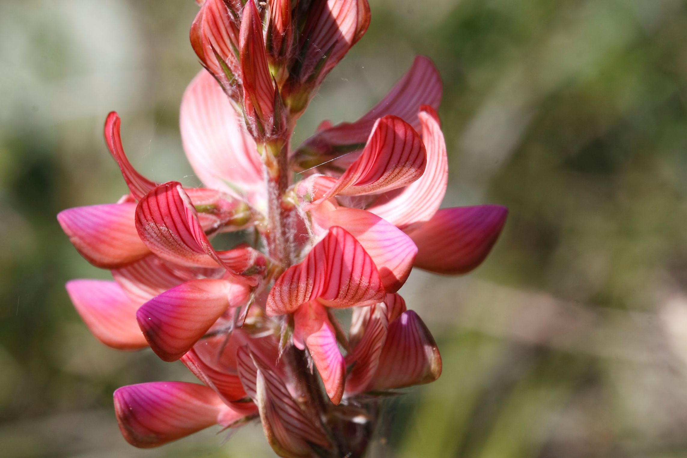 Quale Onobrychis  ...- Onobrychis cfr. viciifolia