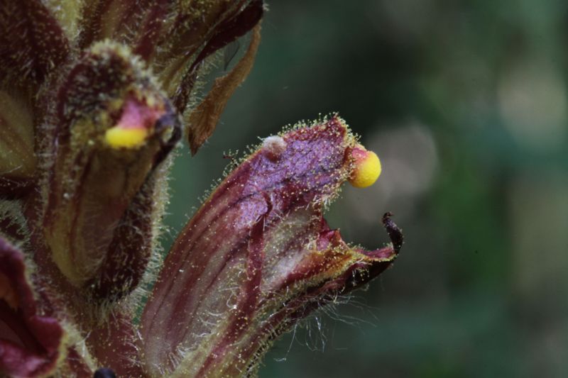 Orobanche gracilis