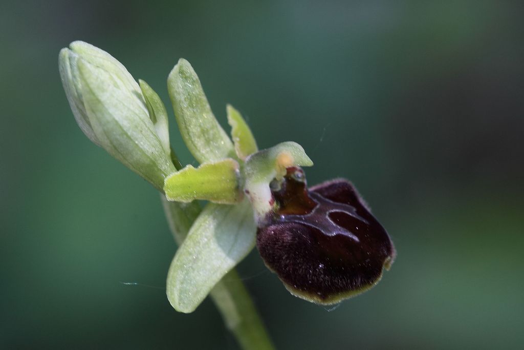 Ophrys da determinare