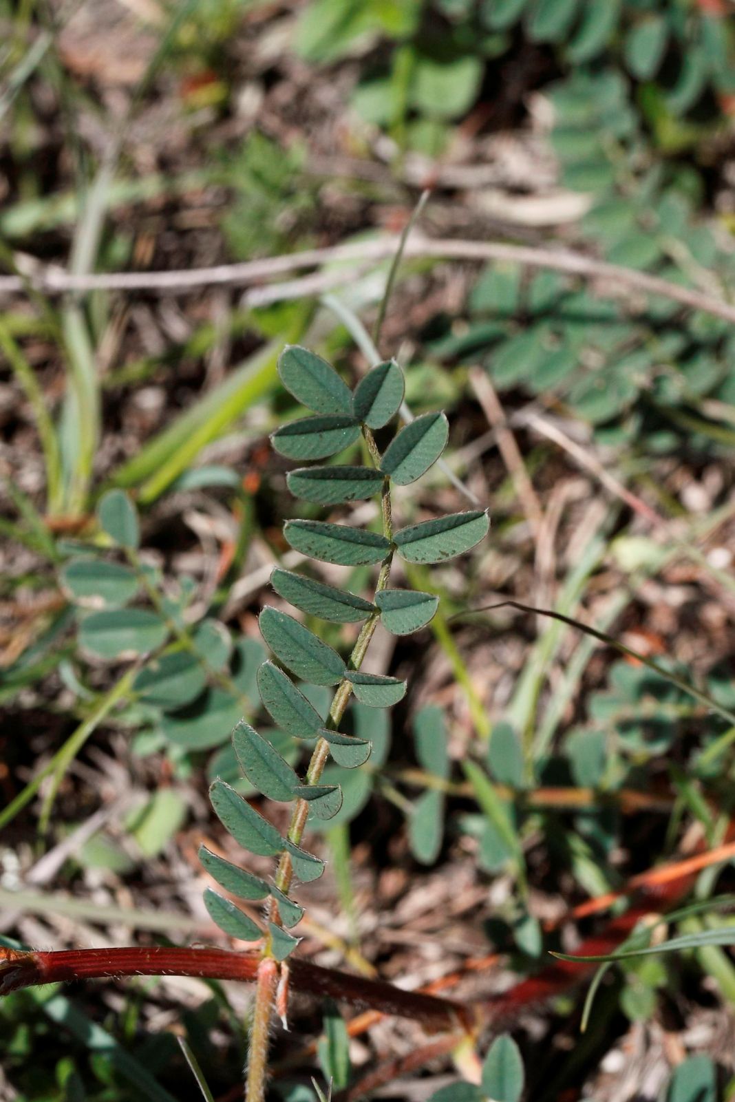 Quale Onobrychis  ...- Onobrychis cfr. viciifolia