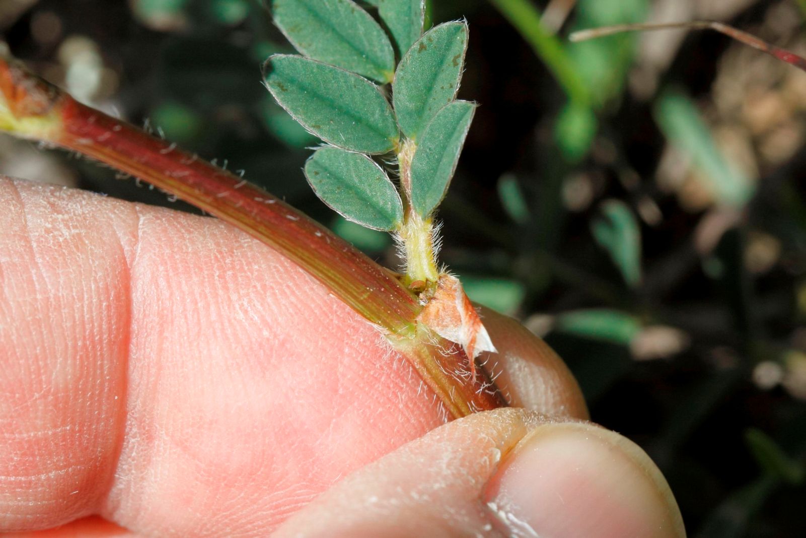 Quale Onobrychis  ...- Onobrychis cfr. viciifolia