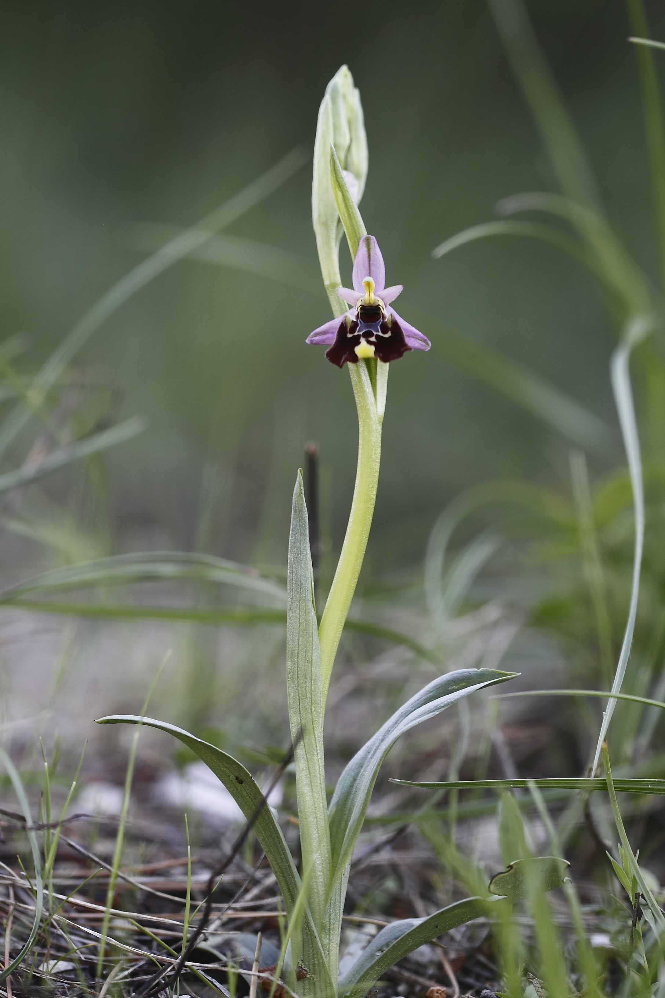 Ophrys da determinare