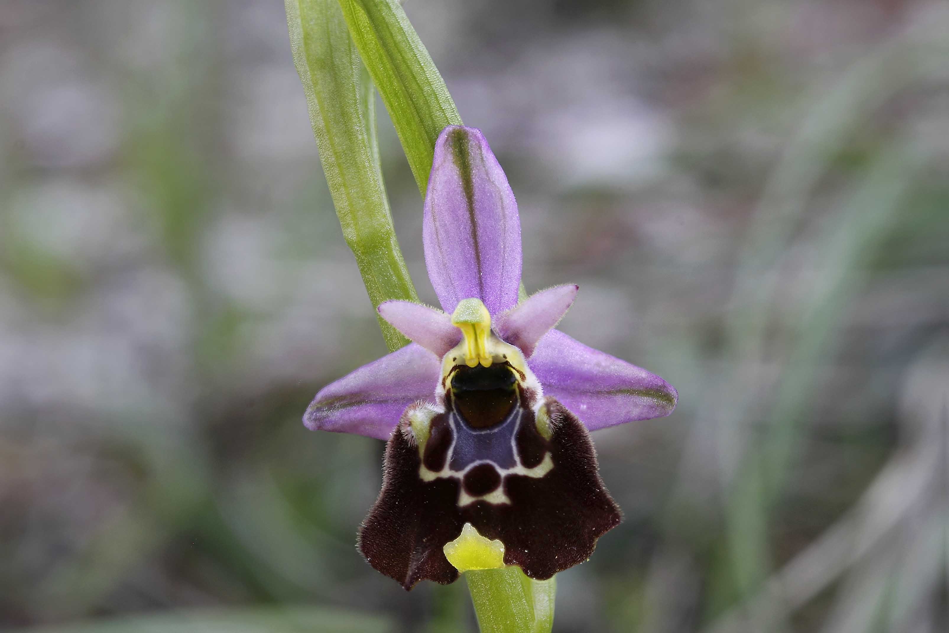 Ophrys da determinare