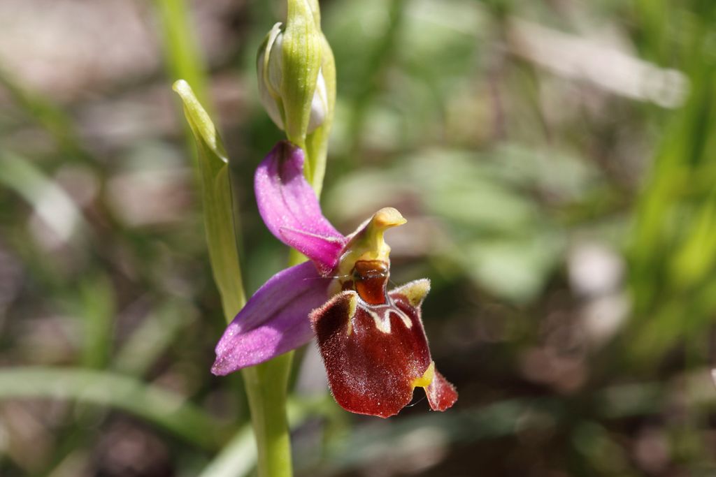 Ophrys 1 da determinare