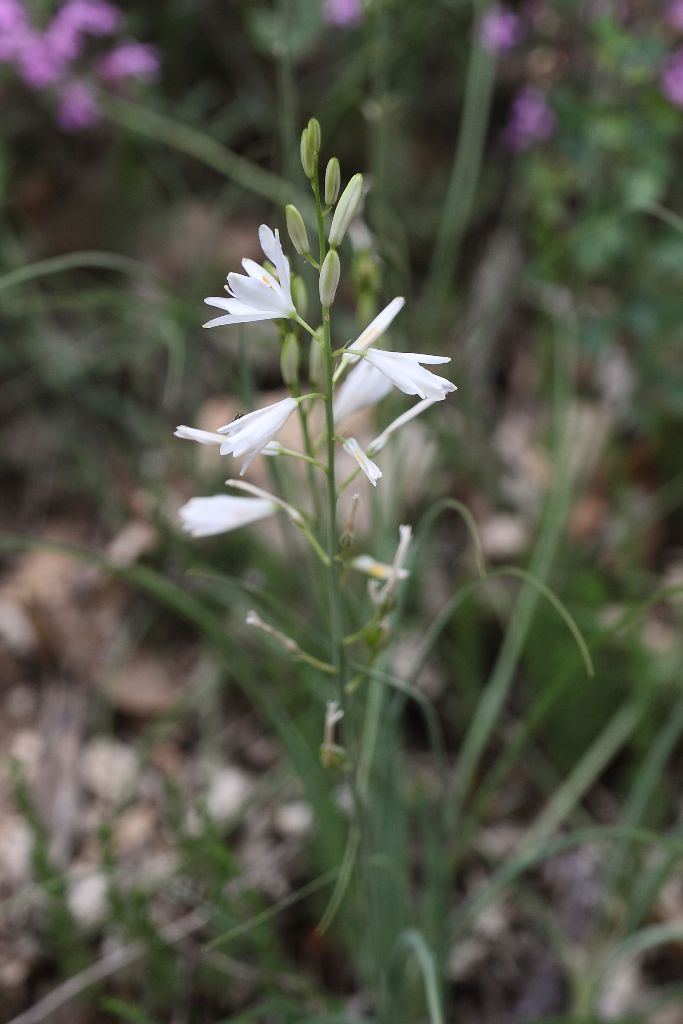 Anthericum liliago