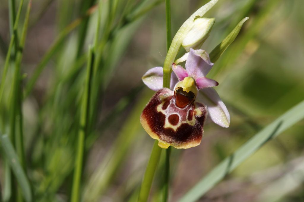 Ophrys 2 da determinare