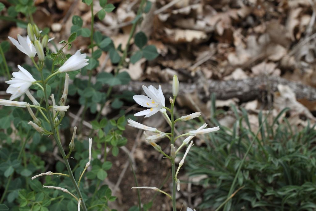 Anthericum liliago