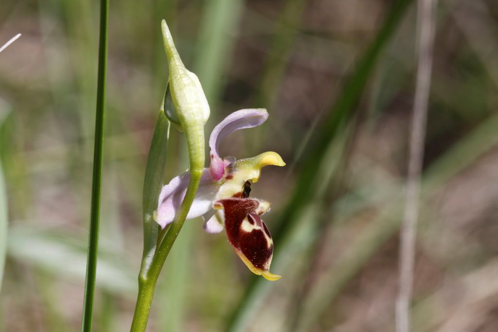 Ophrys 2 da determinare