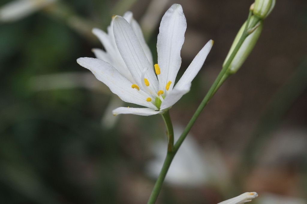 Anthericum liliago