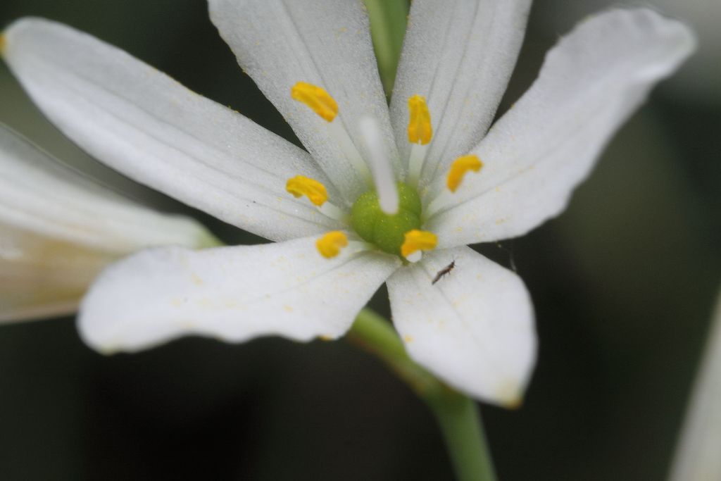 Anthericum liliago