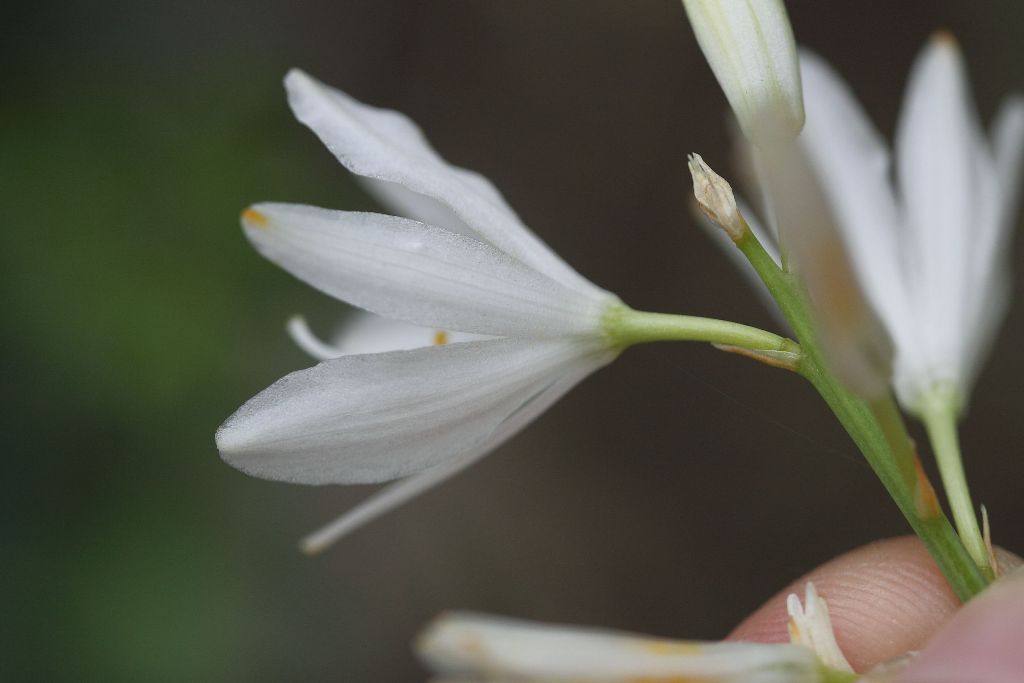 Anthericum liliago