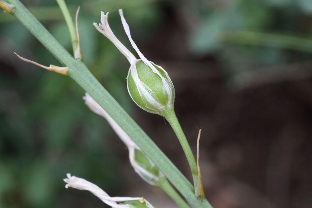 Anthericum liliago