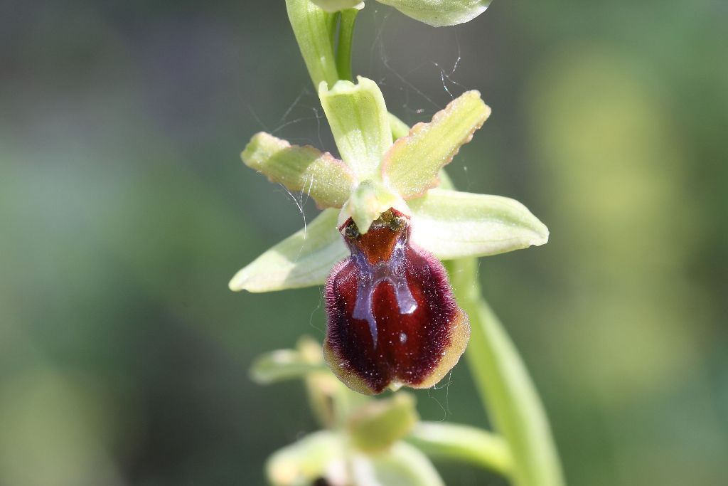 Ophrys da determinare