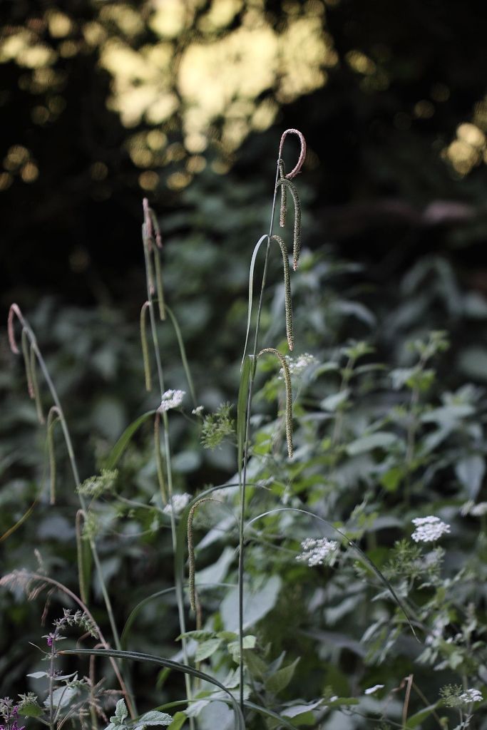 Carex pendula