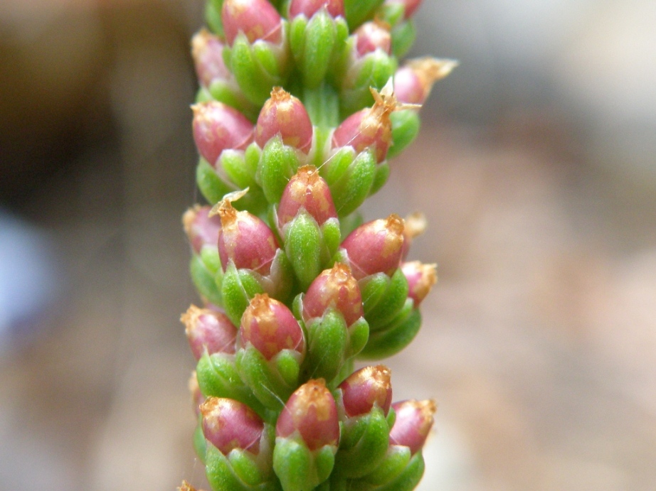 Plantago major