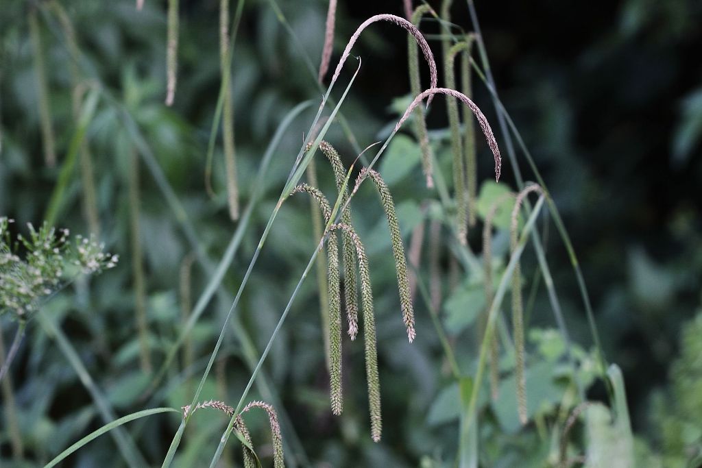 Carex pendula