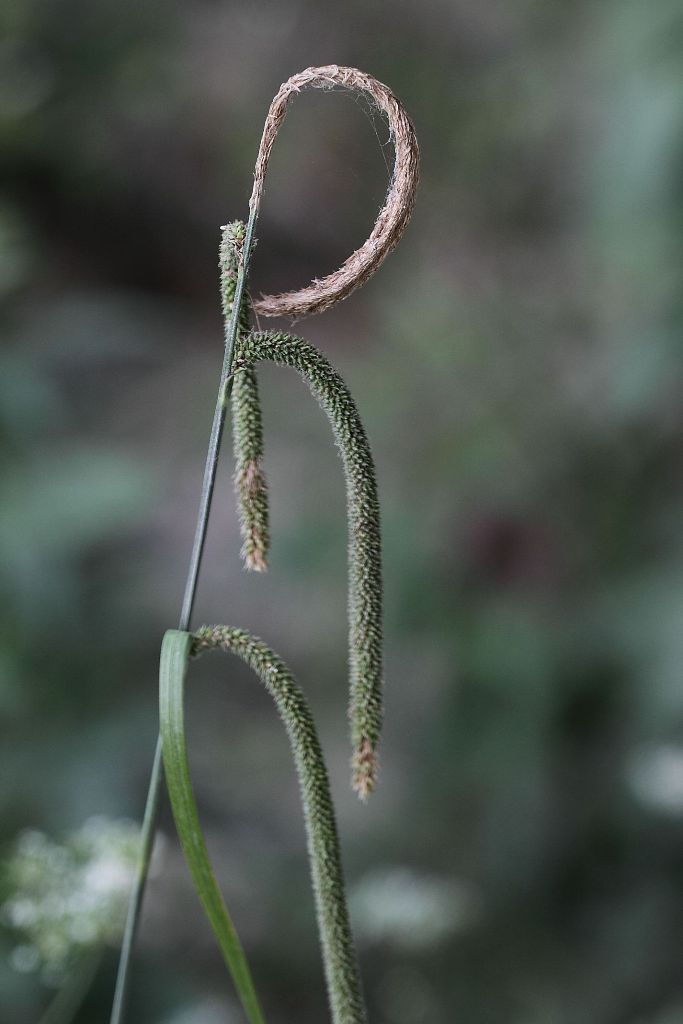 Carex pendula