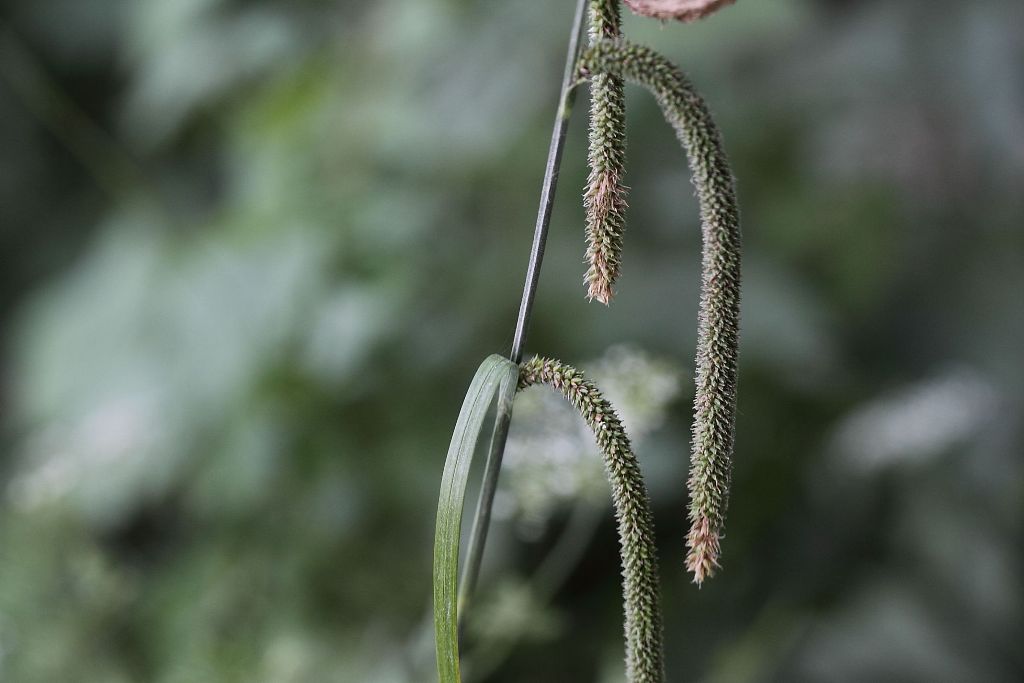 Carex pendula