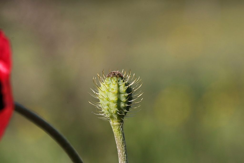 Papaver hybridum / Papavero spinoso