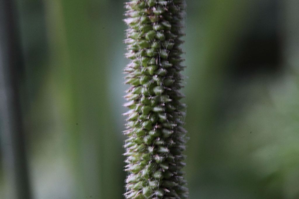 Carex pendula