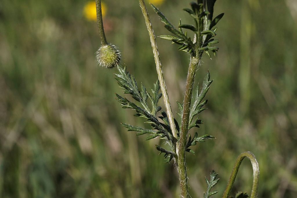 Papaver hybridum / Papavero spinoso