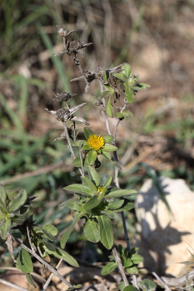 Pallenis spinosa ..