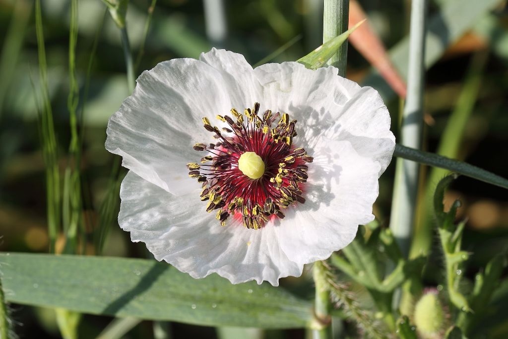 Papaver rhoeas