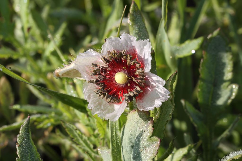 Papaver rhoeas