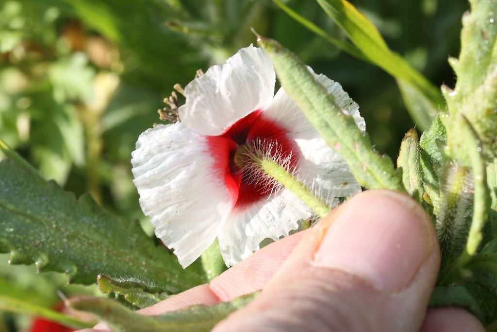 Papaver rhoeas