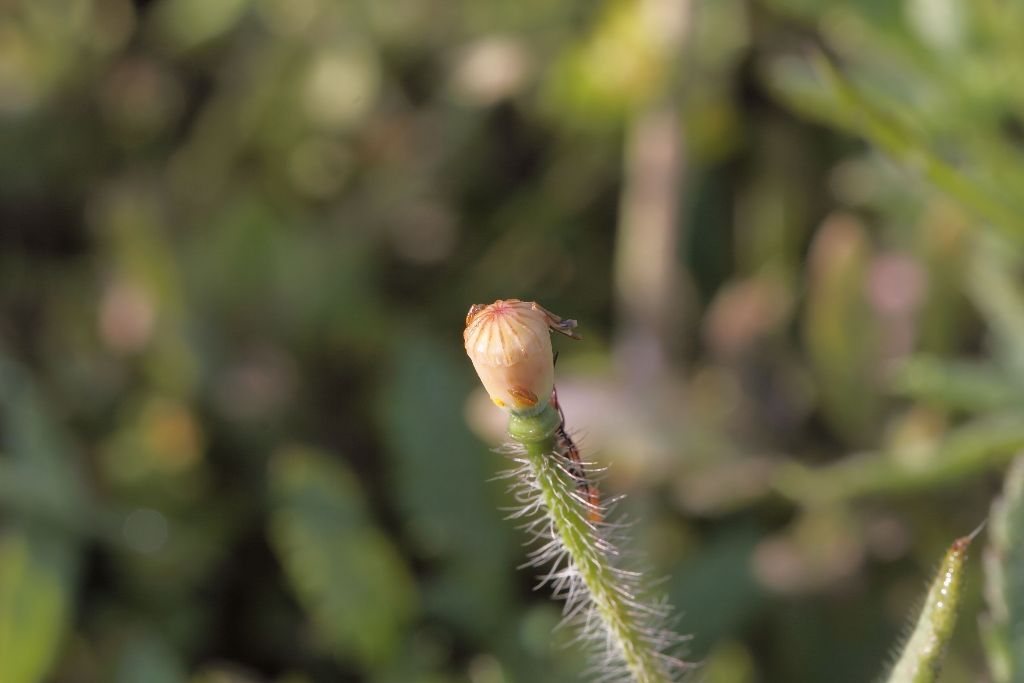 Papaver rhoeas