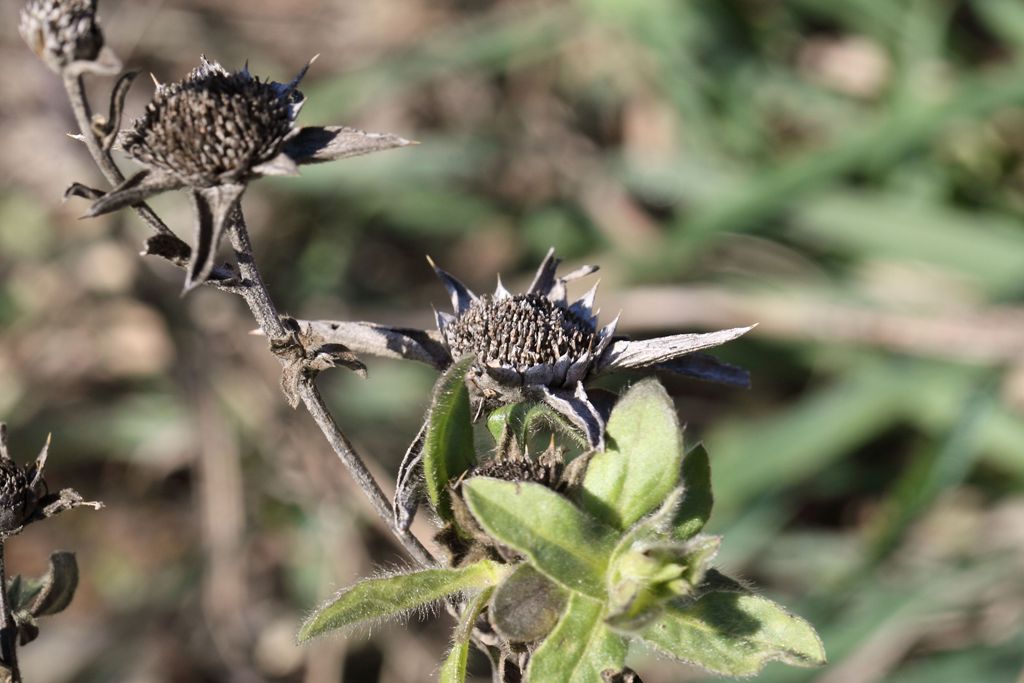 Pallenis spinosa ..